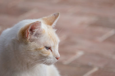 Close-up of cat