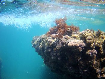 View of coral swimming in sea