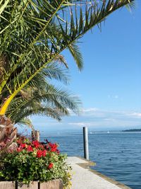 Palm tree by sea against sky