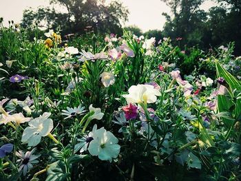 Close-up of white flowers blooming in field