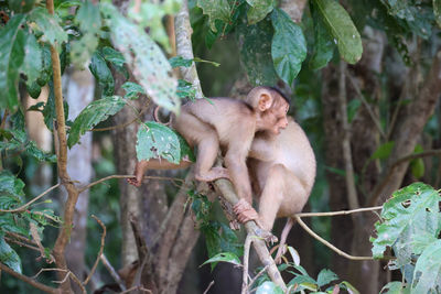Long-tailed macaque, kinabatangan river, sabah, bornéo