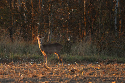 Deer standing in a forest