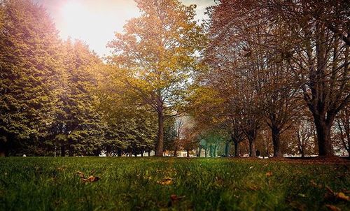 Trees on grassy field