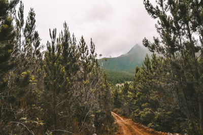 Panoramic view of trees and mountains against sky