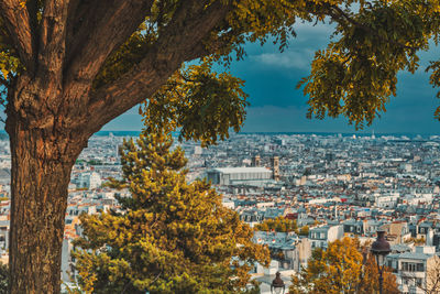 Trees and buildings in city against sky