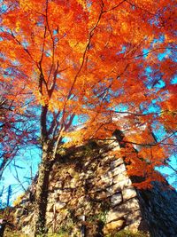 Low angle view of trees