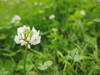 Close-up of white flowers