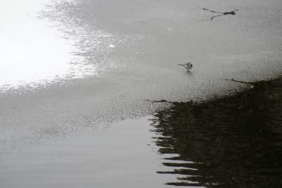 Swan swimming in lake