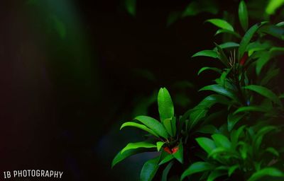 Close-up of plant at night