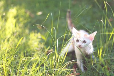 Portrait of cat on grass