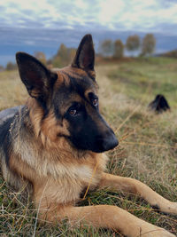 Close-up of a dog looking away, tyson