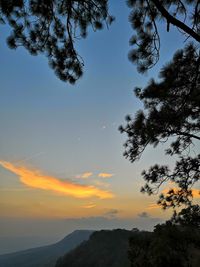 Low angle view of silhouette tree against sky at sunset