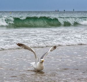 Seagull by sea against sky