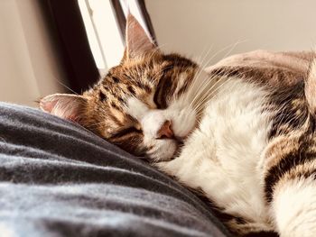 Close-up of cat sleeping