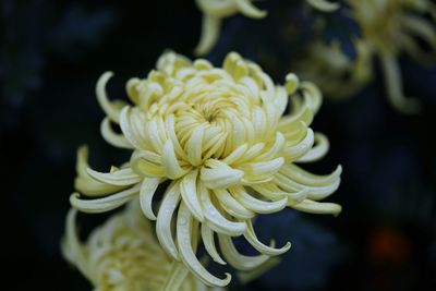 Close-up of yellow rose flower