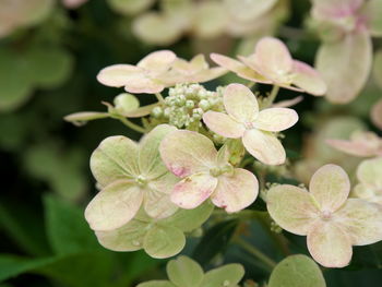 Close-up of flowering plant in leaves