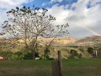 Trees on field against rainbow in sky