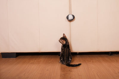 Portrait of young woman sitting on hardwood floor against wall