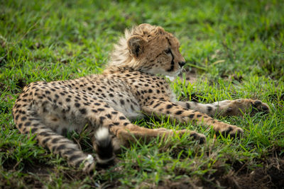 Cheetah cub lies on grass looking right