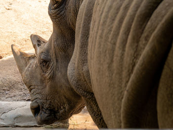 Close-up  rhinoceros in the zoo