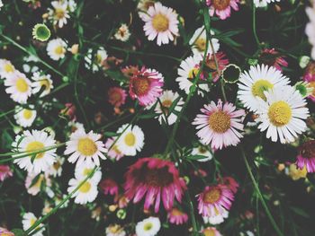 Close-up of white daisy flowers