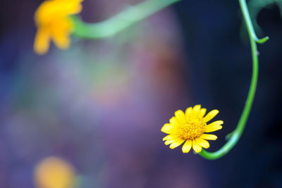 Close-up of yellow flowering plant