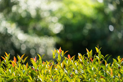 Close-up of fresh yellow plants