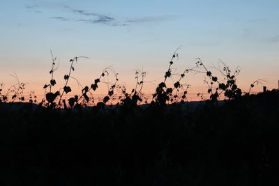 Silhouette plants on field against sky during sunset