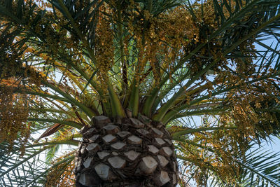 Low angle view of palm tree against sky