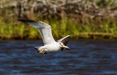 Seagull flying over a lake