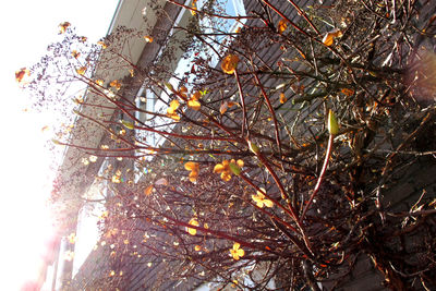 Low angle view of blooming tree