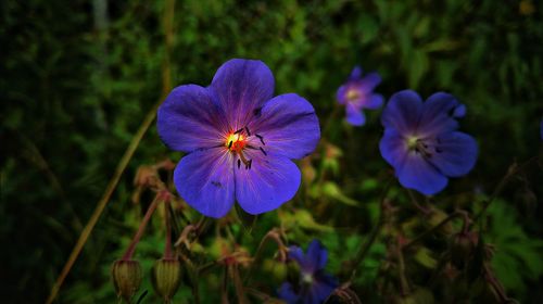 Close-up of purple flowers blooming outdoors