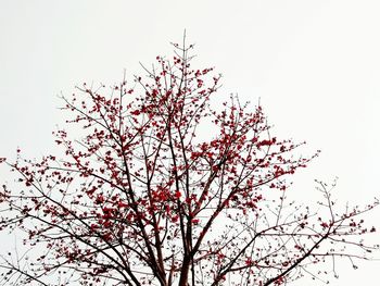 Low angle view of flowering tree against sky