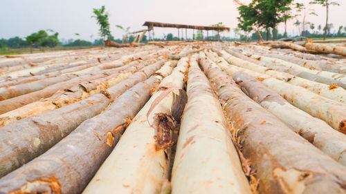 Close-up of bread in row