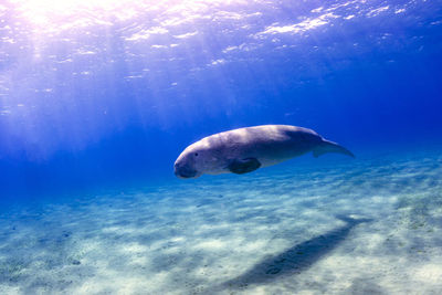 Fish swimming in sea