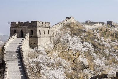 Old great wall of china with many white blossoms ans flowers in spring