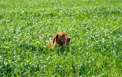 Puppy on grass