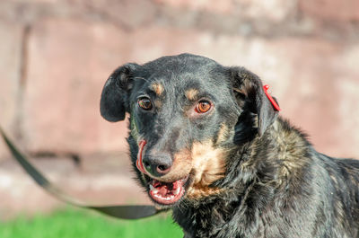 Close-up portrait of black dog