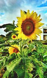 Close-up of yellow flowering plant against sky