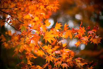 Close-up of maple leaves on tree during autumn