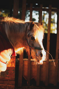 Close-up of horse in stable. horse sticking out the tongue