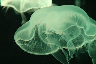 Close-up of jellyfish 