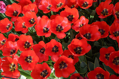 Full frame shot of red flowers