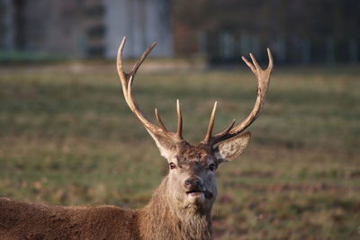 Portrait of deer