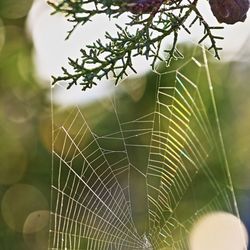 Close-up of spider web