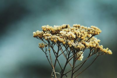 Close-up of flowers against blurred background