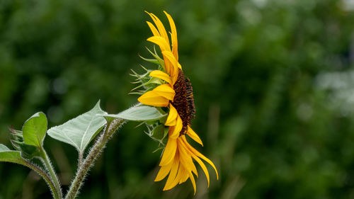 Close-up of yellow flowering plant