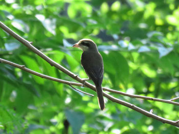 Close-up of bird perching on tree