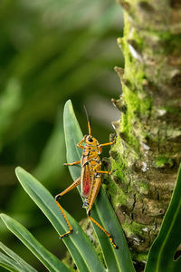 Close-up of insect on leaf