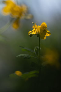 Close-up of yellow flowering plant